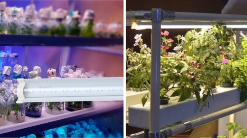 Đèn LED nuôi cấy mô trồng hoa – Giải pháp ánh sáng tối ưu cho ngành nông nghiệp công nghệ cao